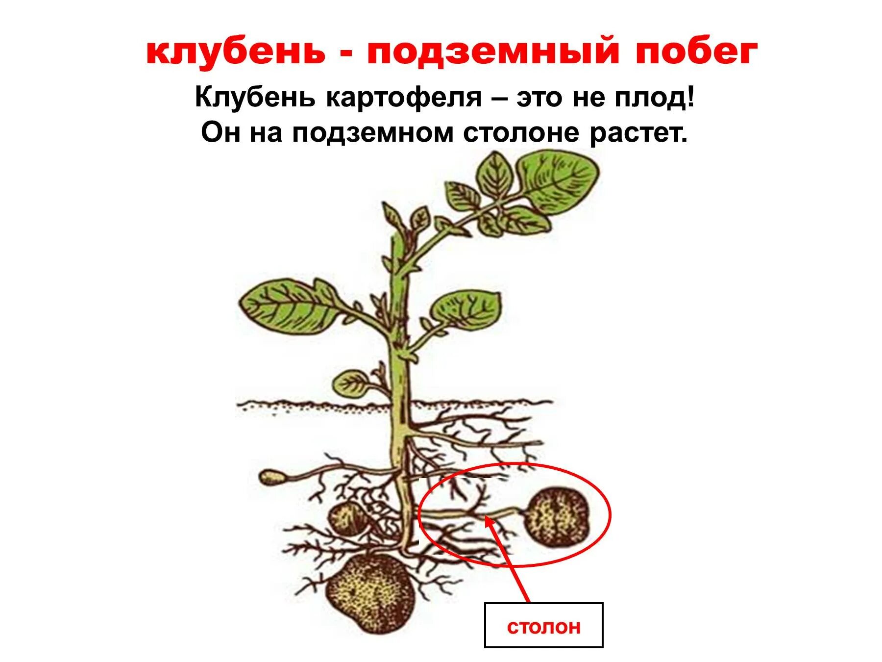 Видоизменённые побеги клубень картофеля. Клубень картофеля подземный побег. Столон подземный побег. Клубень и столоны картофеля. У картофеля образуются укороченные подземные побеги округлой