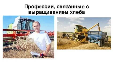 Сайт сибирский хлебороб ужур