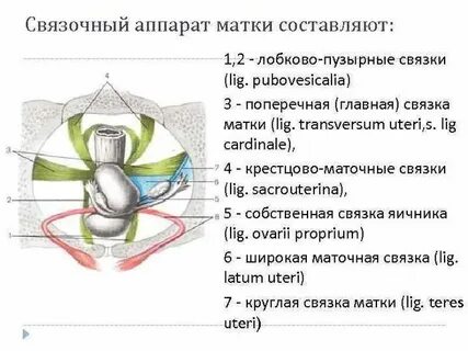 Поможет ли качание нижнего пресса при опущении матки?
