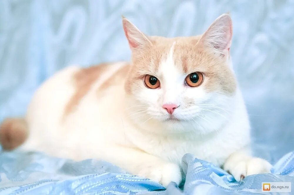 Спокойная аккуратная. Персиковая кошка. Бело персиковая кошка. Персиковый кот с белой грудкой. Кошки персикового цвета с белой грудкой, что за порода?.
