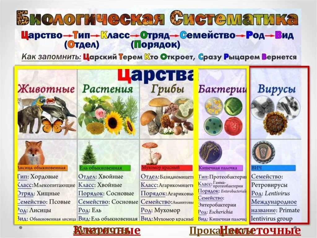 Классификация организмов. Классификация организмов 6 класс биология. Классификация организмов 5 класс. Классификация организмов 5 класс таблица.