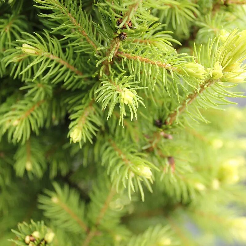 Ель Дейзи Уайт. Ель канадская Дейзи Уайт (Picea glauca Daisy's White). Ель сизая (канадская, белая) 'Дейзи Уайт. Picea glauca 'Daisy's White' ель.