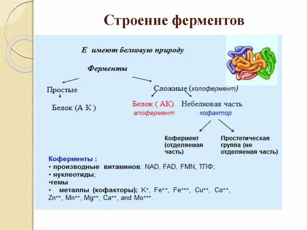 Какая структура у ферментов