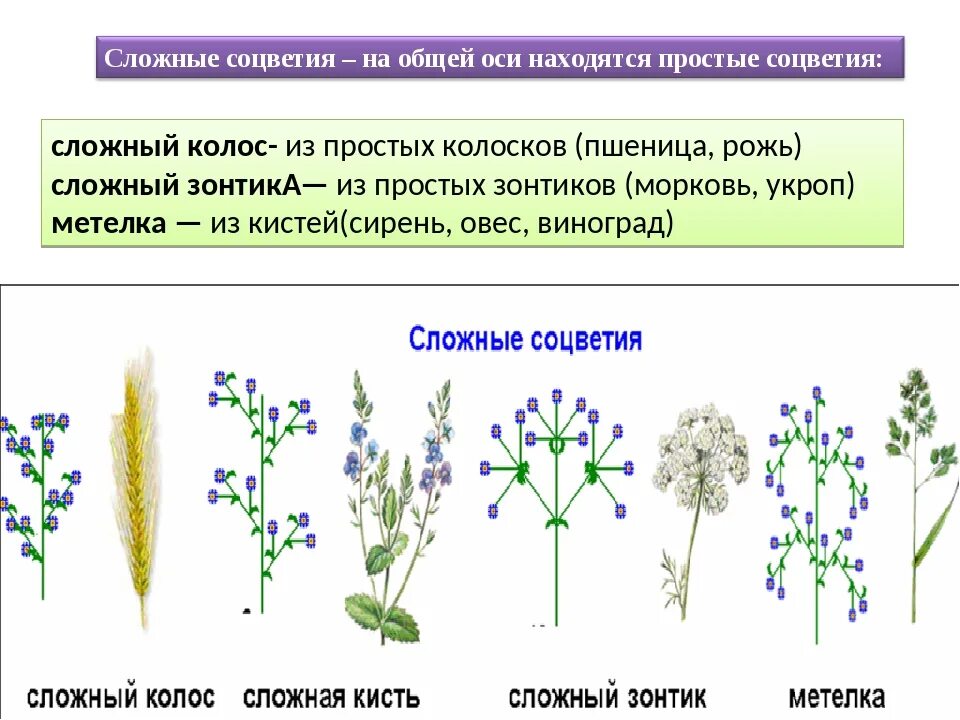 Какие соцветия могут быть только простыми. Строение соцветия. Сложные соцветия. Простые и сложные соцветия. Типы простых соцветий.