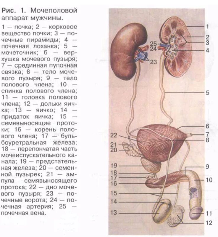 Мочеточники тест