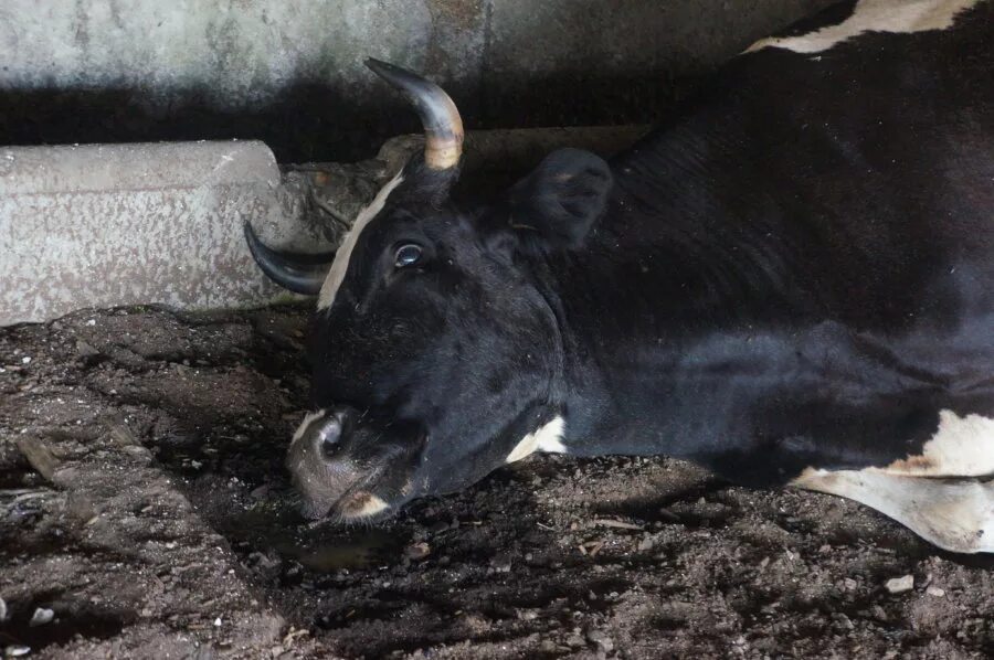 корова во сне к чему снится. корова во сне к чему снится. дряхлая корова. к чему снится умирающая корова. корова спит.