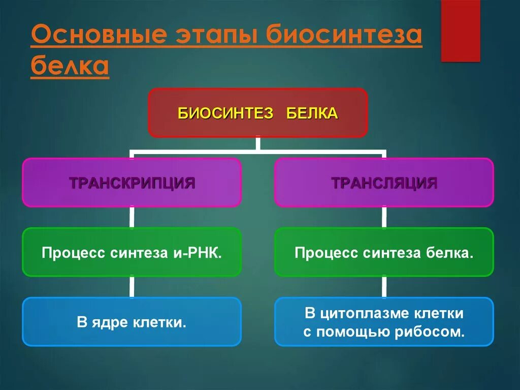 Этапы биосинтеза клетки. Основные этапы биосинтеза белка. Кратко охарактеризуйте этапы биосинтеза белка. Основные этапы синтеза белка. Основные этапы синтеза белков.