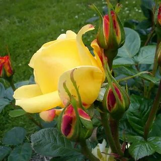 Bell rose