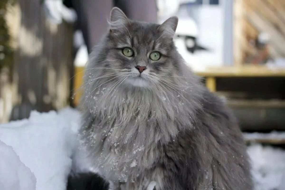 Кошки сиб. Сибирский длинношерстный кот. Сибирская кошка. Сибирская голубая длинношерстная. Сибирская полудлинношерстная кошка.