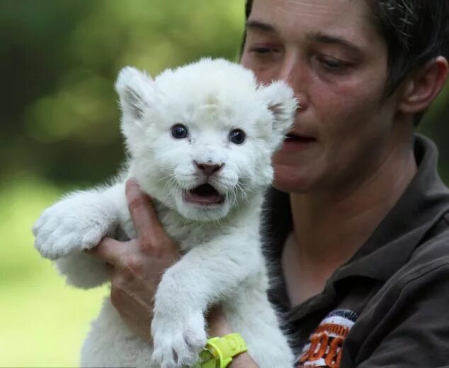 Собаки которые понравятся маме. Питбуль халк качок. Лабрадор утята. Папа пёс фильм. Гнездо из пса с ремнём.