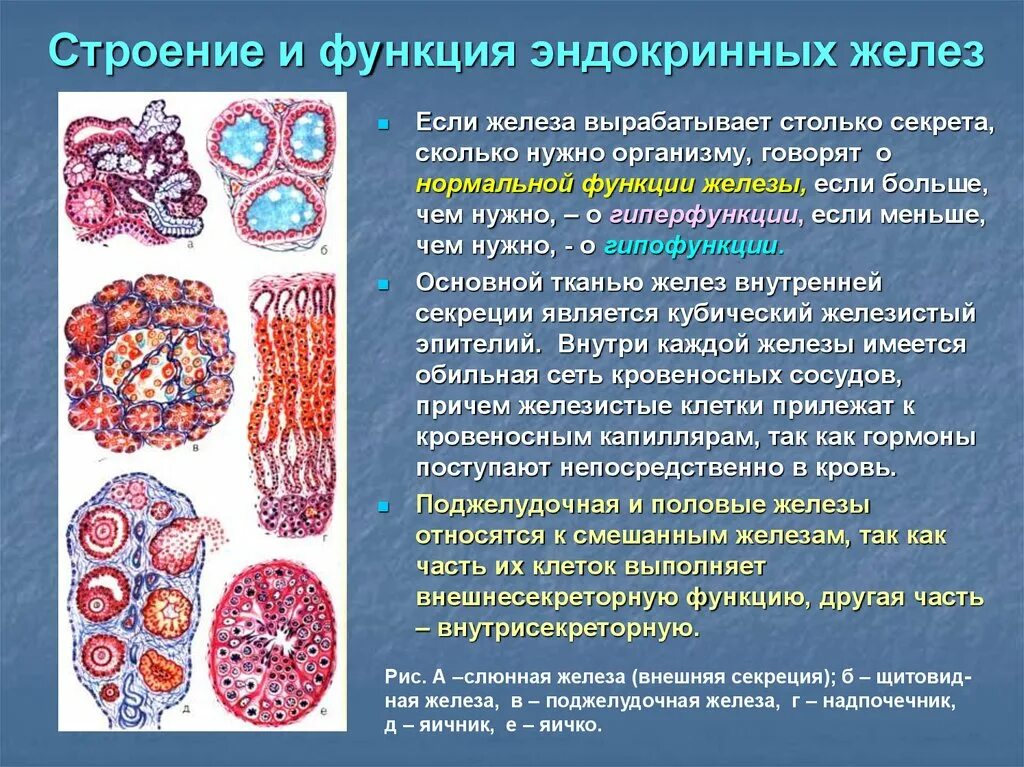 Перечислите функции железа. Эндокринные железы строение. Строение эндокринных желез. Строение меракринных желез. Железы внутренней секреции строение.