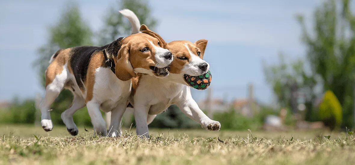 Dog pairing