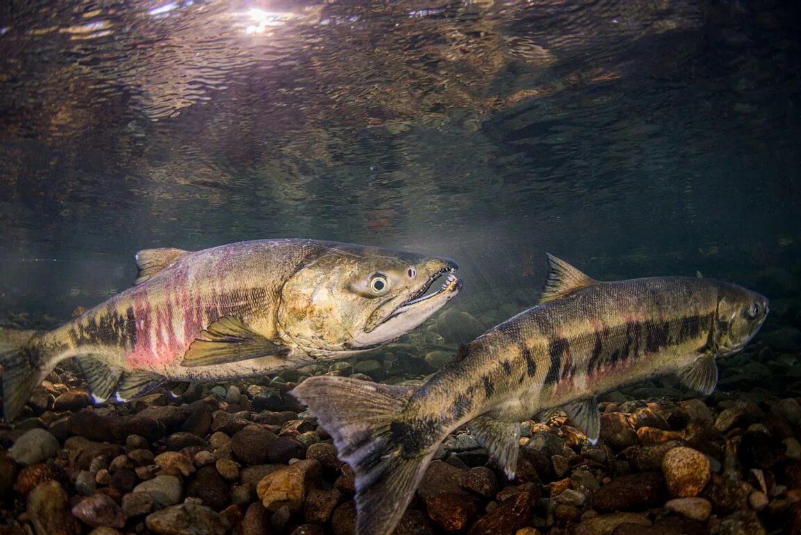 кета речная рыба. кета речная рыба. кета речная рыба. кета рыба дальневосточная. кета речная рыба.