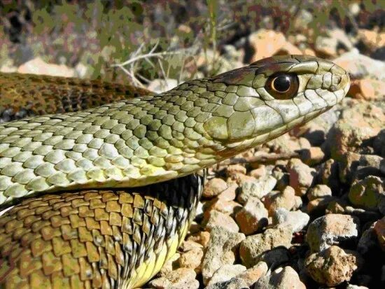 Змеи ставропольского края фото с названиями: найдено 86 изображений