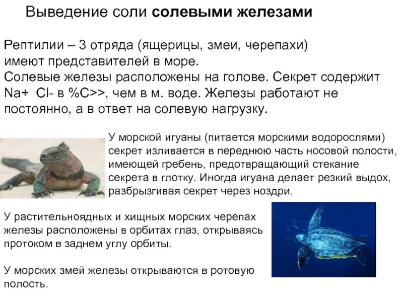 Надорбитальные солевые железы. Солевой обмен у пресмыкающихся. Мало секреторной жидкости. Солевые железы у пресмыкающихся. Носовая железа у птиц.