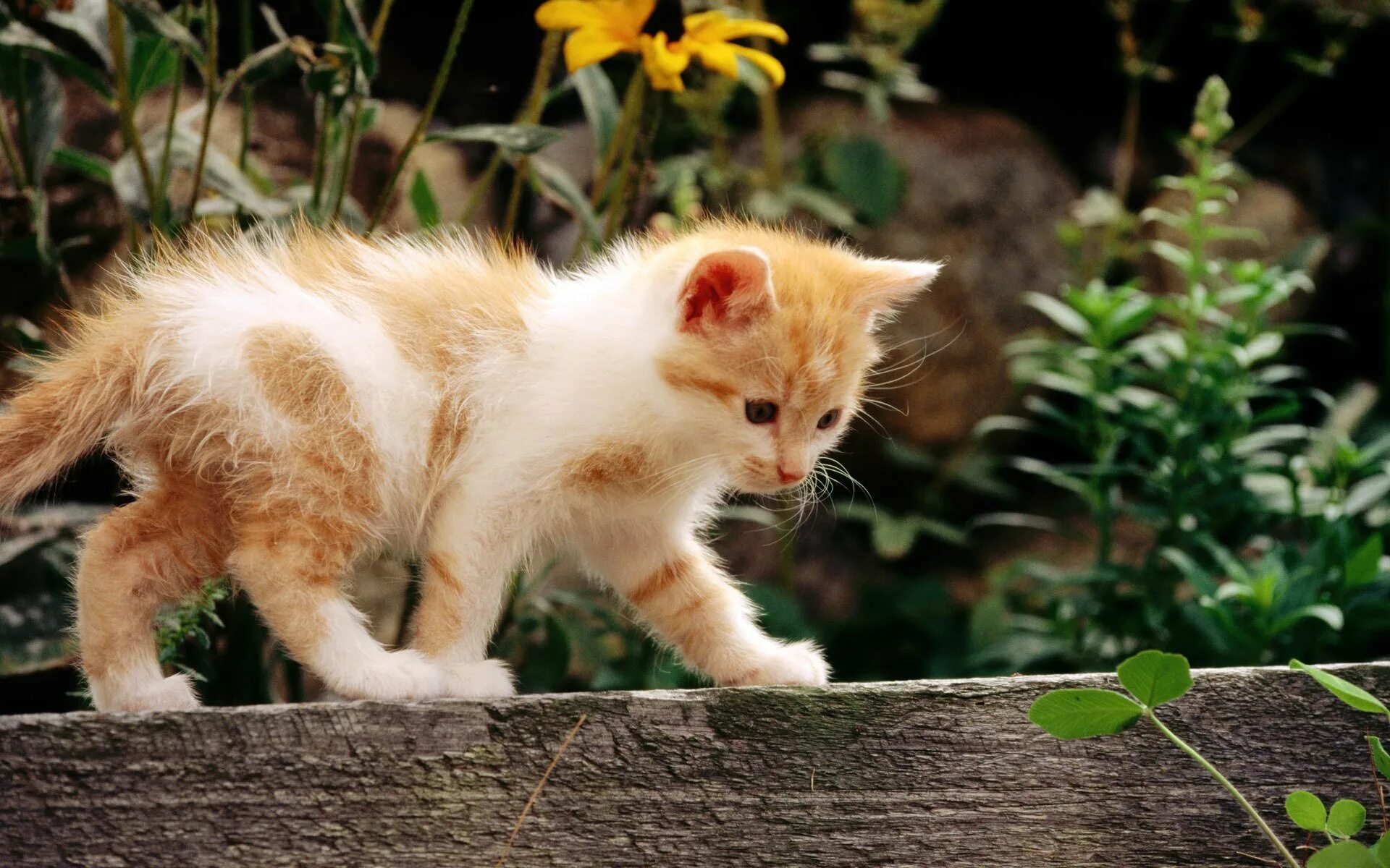 Картинки на рабочий стол котята. Рыжий котёнок. Рыже белый котенок. Обои на рабочий стол котята.