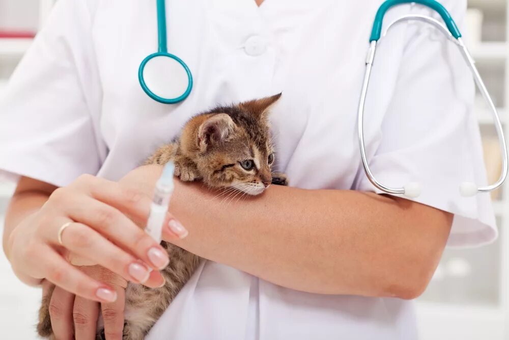 Вакцинация кошек. Вакцинация Ветеринария. Ветеринар укол. Кошачьи вакцины. Руки ветеринаров