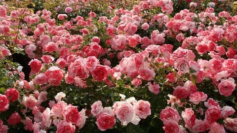Розовый сад урала (64 фото) .