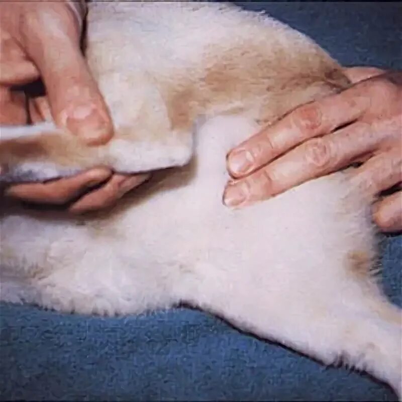 Сердцебиение у котят