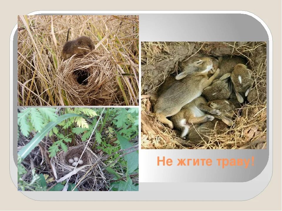 Выйди трави