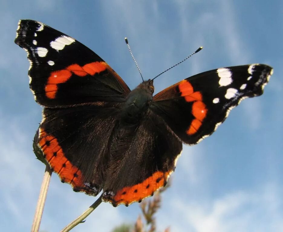 Vanessa Atalanta бабочка. Адмирал (Vanessa Atalanta). Адмирал (бабочка) Нимфалиды. Бабочка красный Адмирал. Какие бабочки адмирал