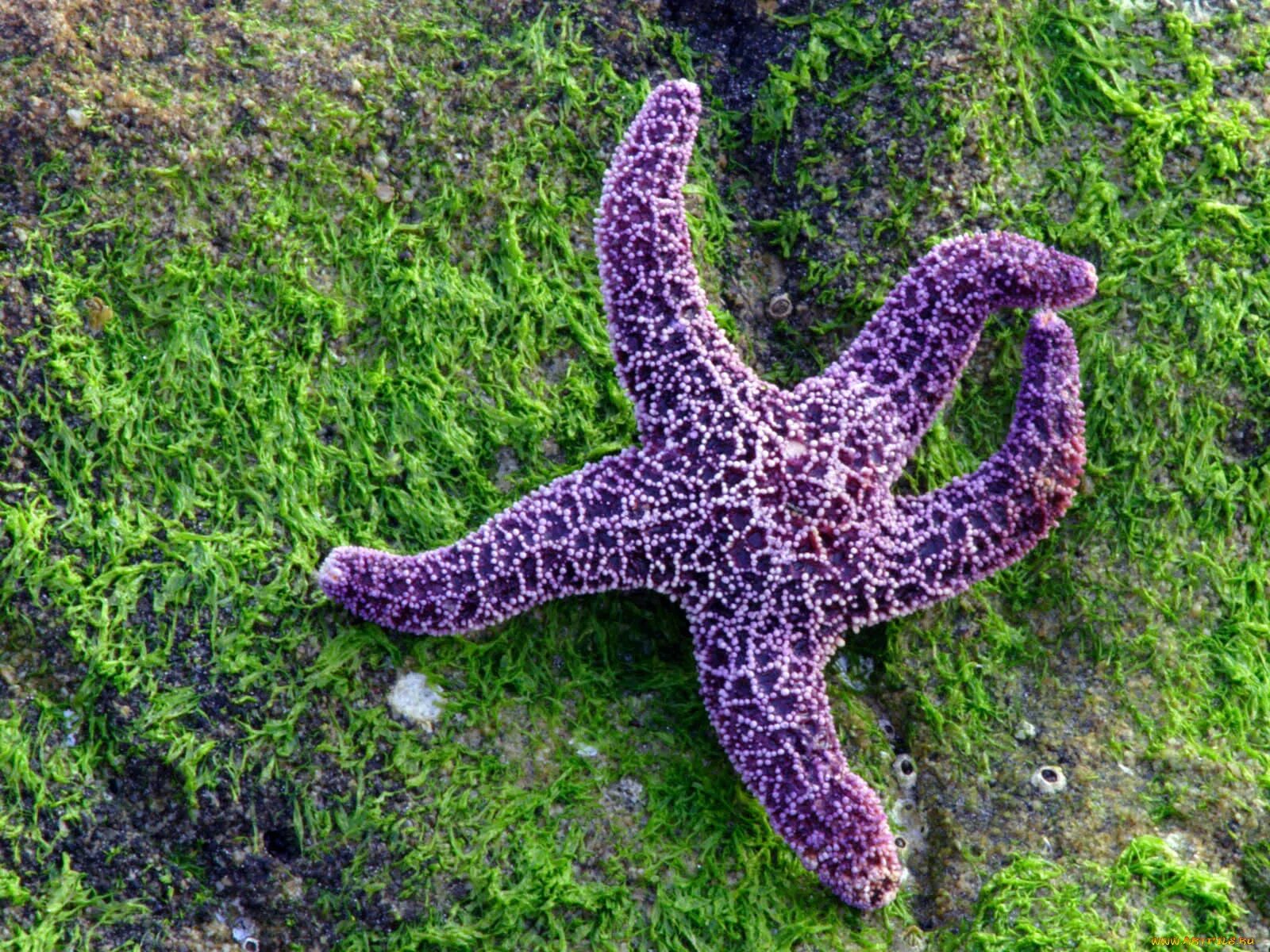 Рост морской звезды. Солястер морская звезда. Asteroidea морские звёзды. Иглокожие морские звезды. Амурская морская звезда ядовитая.