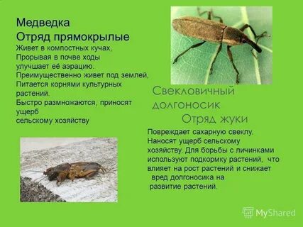 Отряд принадлежать