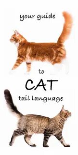 Tail he