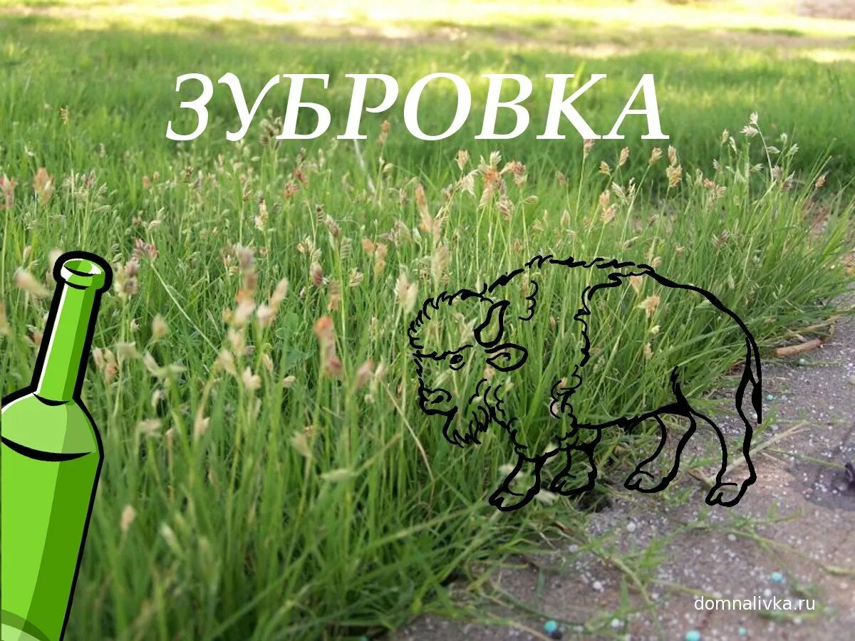 Мебельное ателье зубровка. Зубровка. Зубровая трава. Зубровка лечебная. Зубровка настойка.