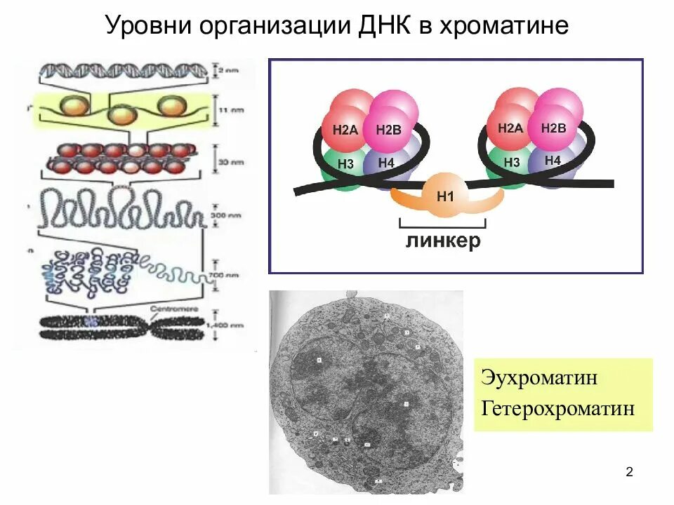 Первичная вторичная и третичная структура днк. Структуры рнк первичная вторичная и третичная. Особенности пространственной организации днк. Уровни структурной организации днк. Уровни организации днк.