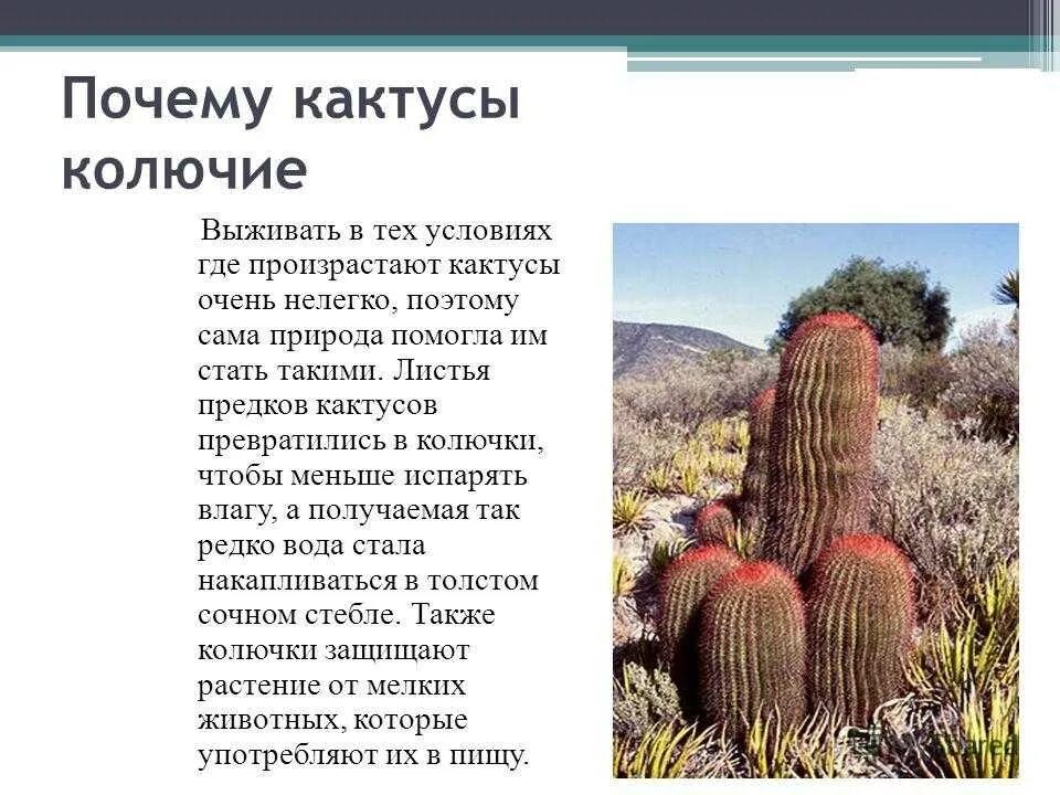 Кактусовые семейство сообщение. Рассказ о какусе1класса. Описание кактуса. Доклад про Кактус. Интересные факты о кактусах.