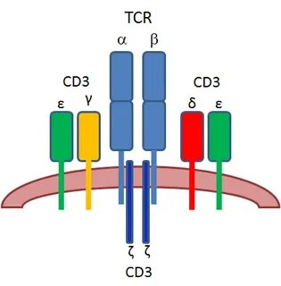 Cd 3 3 6