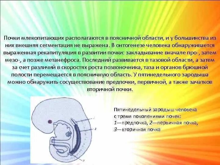 Какие почки у млекопитающих. Строение почек млекопитающих. Первичная почка у млекопитающих. Особенности почек млекопитающих. Роль первичной почки у млекопитающих.