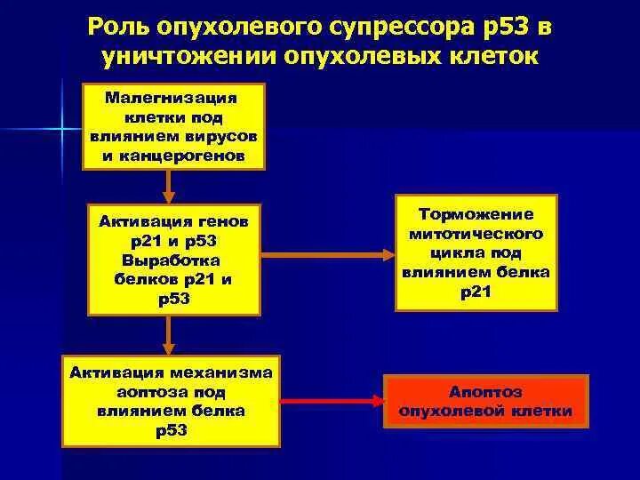 Белок супрессор. Реакция опухолевых клеток с p53. гены супрессоры опухолевого роста таблица. протоонкогены и гены-супрессоры опухолей. роль онкобелков в инициации опухолевого роста.