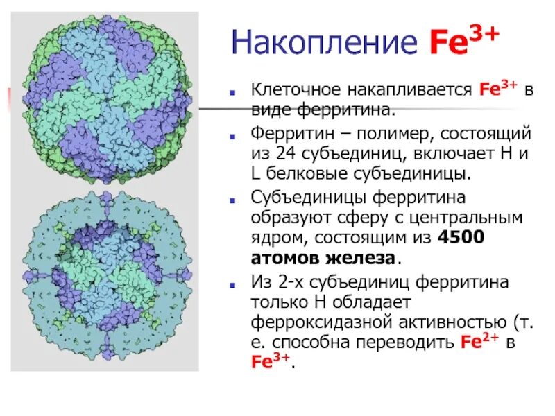 Структура молекулы ферритина. Гемоцианин и ферритин. Ферритин 15,7. Структура ферритина.