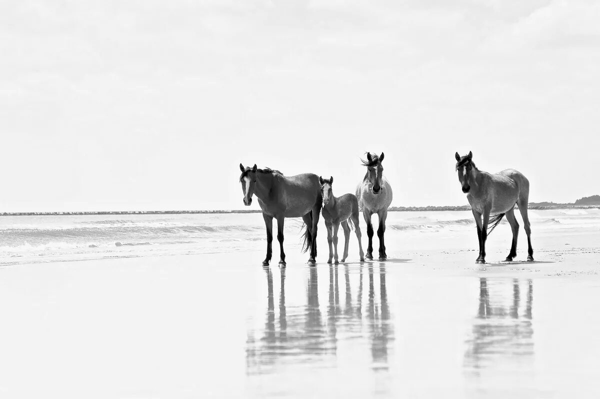 Wild horse islands the hunt. Дикие лошади Камберленд. Остров лошадей. Остров диких лошадей. Остов коня.