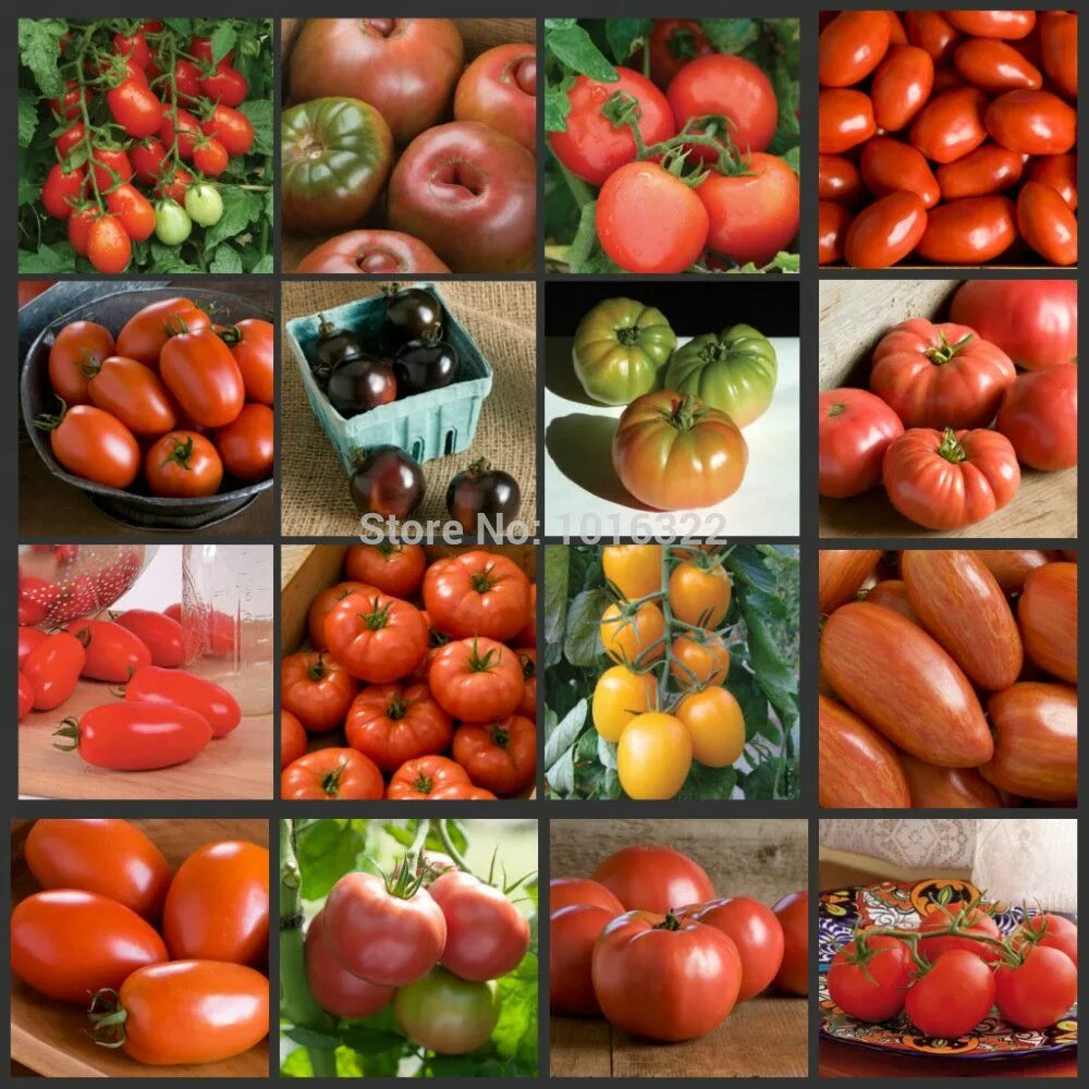 Свежие семена помидор. Разноцветные помидоры. Семена помидор. Разнообразие сортов помидор. Помидор разной формы.