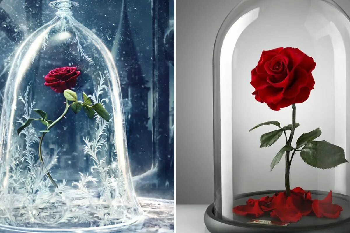Розы в холодную воду или теплую