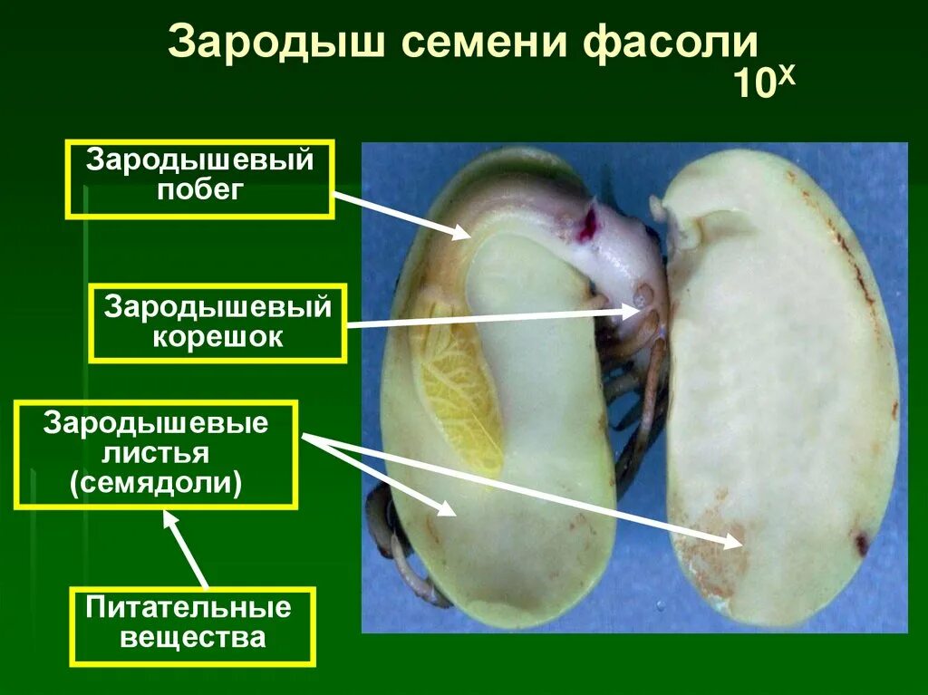 Семядоли это первые вегетативные почки зародыша. Зародышевые побеги у семян фасоли. Развитие из зародышевого корешка зародыша семени. Зародышевый корешок семени фасоли. Зародышевый корешок у фасоли.