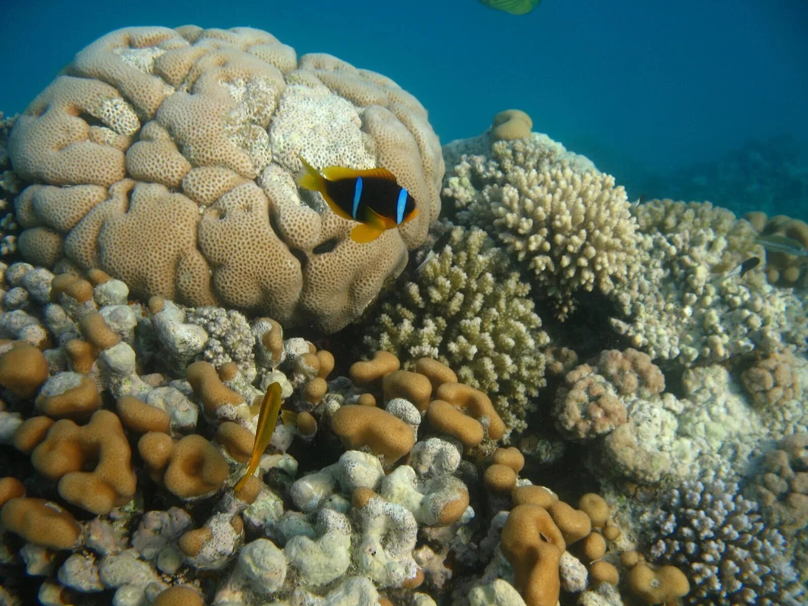 Риф в бухте макади бей хургада. Фото коралловых рифов в макади бей. Рифы в хургаде. Макади бей риф фото. Риф туббатаха.