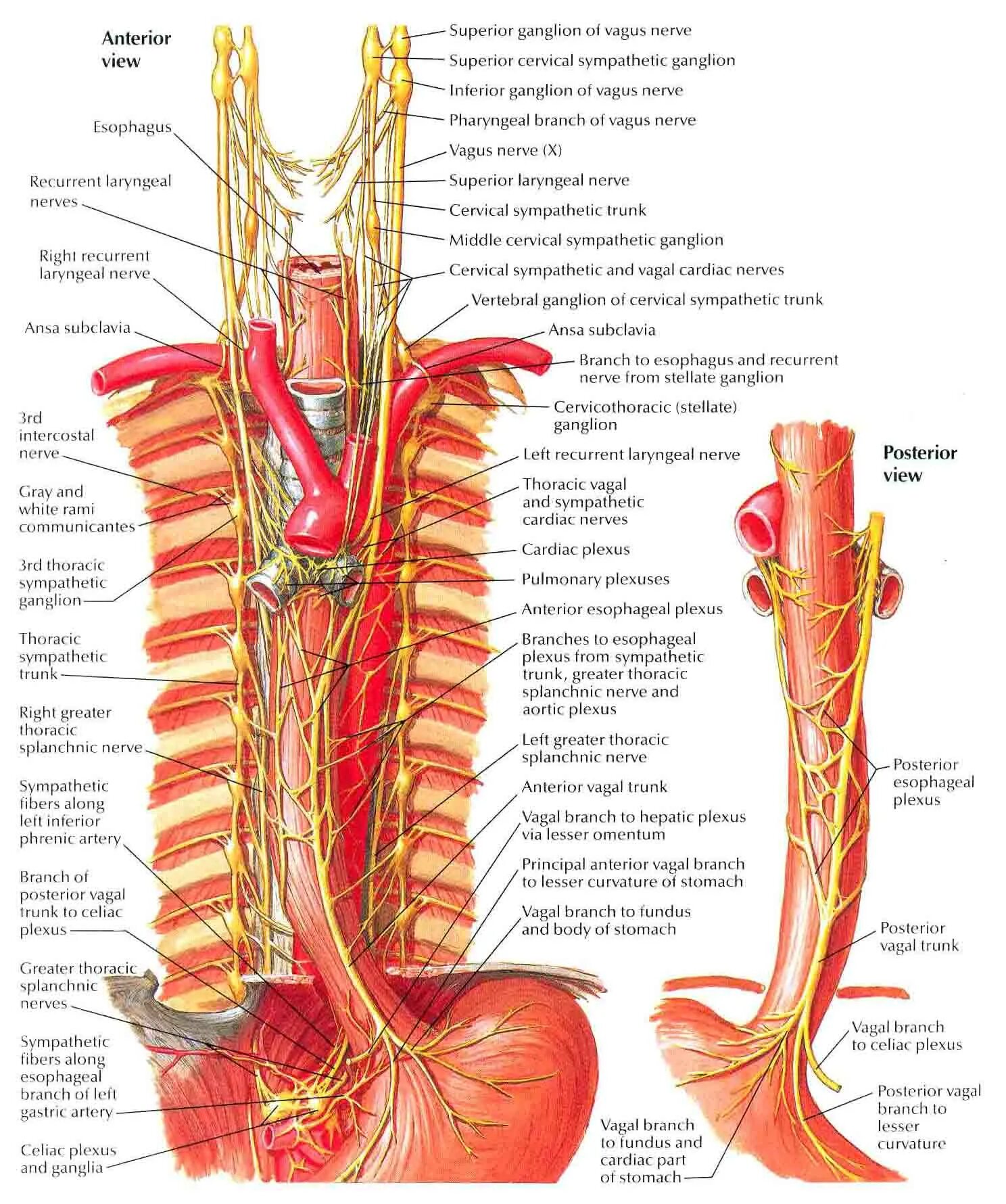 Сосуды пищевода. Пищевод анатомия Неттер. Блуждающий нерв анатомия грудной отдел. Топографическая анатомия пищевода блуждающий нерв. Блуждающий нерв Неттер.