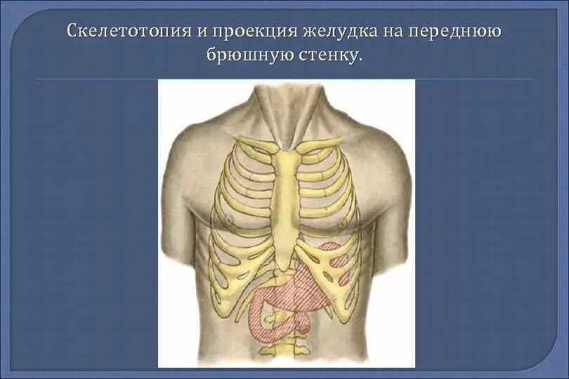 Скелетотопия это. Скелетотопия это