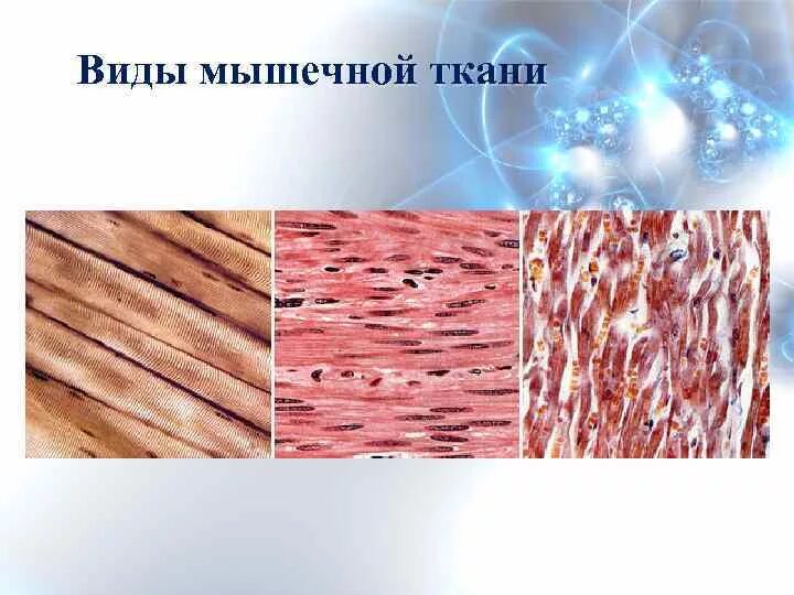 Мышечная ткань. Строение мышечной ткани. Строение мышечной ткани человека. Мышечная ткань ткань. Мышечные ткани какие