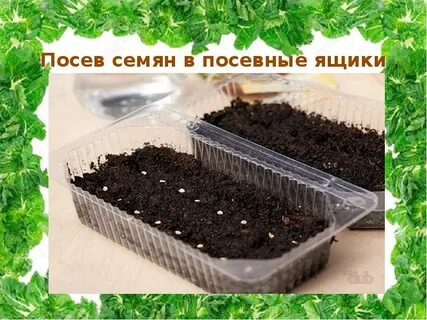 Виды посева семян