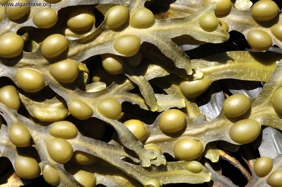 Фукус пузырчатый водоросль. Fucus serratus. Бурые водоросли Fucus evanescens. Фукус пузырчатый сушка. Фукус водная или наземно воздушная