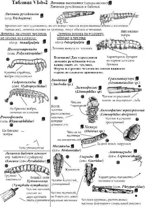Личинки беспозвоночных животных таблица. Типы личинок насекомых таблица. Название типов личинок. Определитель личинок.