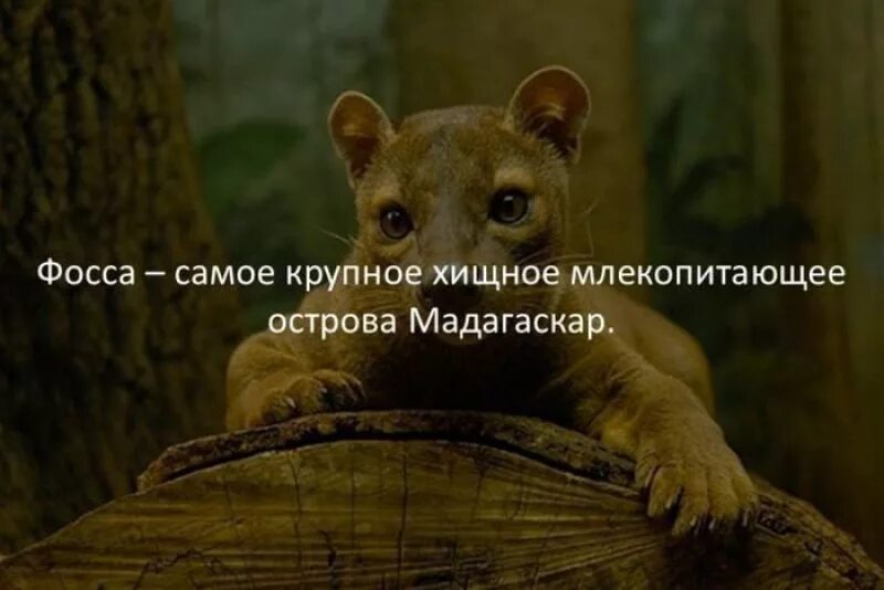 сообщество факт