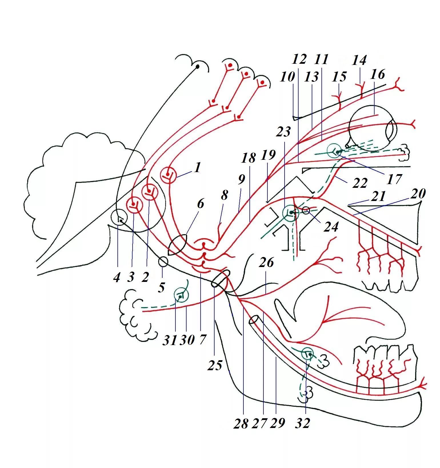 Тройничный нерв схема. Ветви тройничного нерва схема. Тройничный нерв анатомия схема. 5 Пара черепных нерв схема.