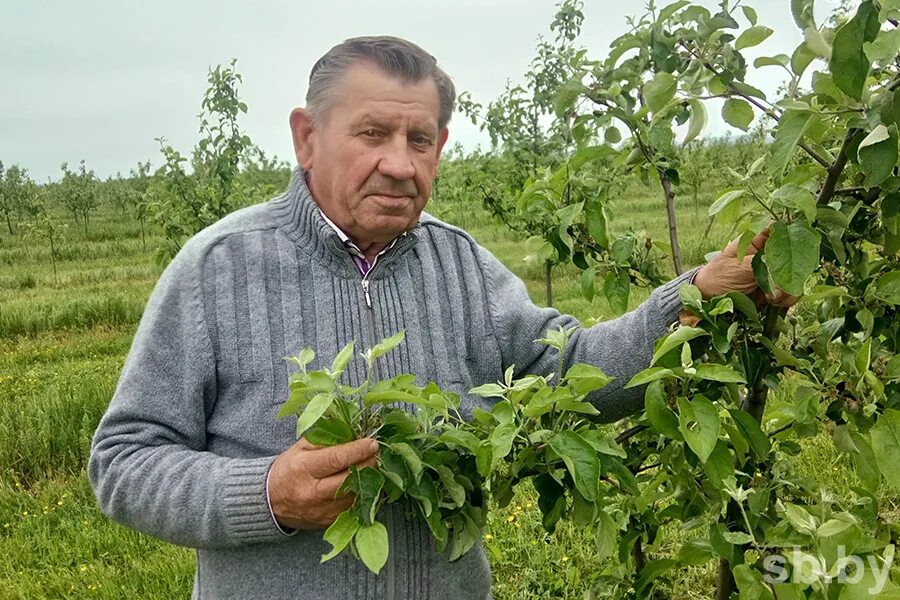 Смена сада. Симонов Плодоовощеводство. Плодоовощеводство Совхоз Карла Маркса. Плодоовощеводство Совхоз Карла Маркса Энгельс.