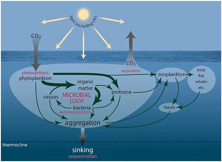 Фитопланктон фотосинтез. Фитопланктон кислород. Фитопланктон схема. Фитопланктон выделяет.